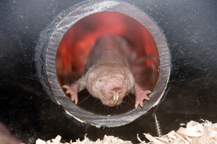 Naked mole rat (Heterocephalus glaber)