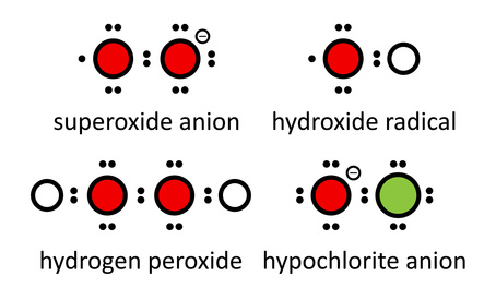 Reactive oxygen species (ROS): superoxide anion, hydroxide ...
