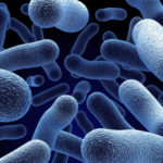 腸内細菌は長寿と関係があるのか？